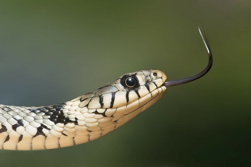 Combien de temps un serpent peut rester sans manger ?