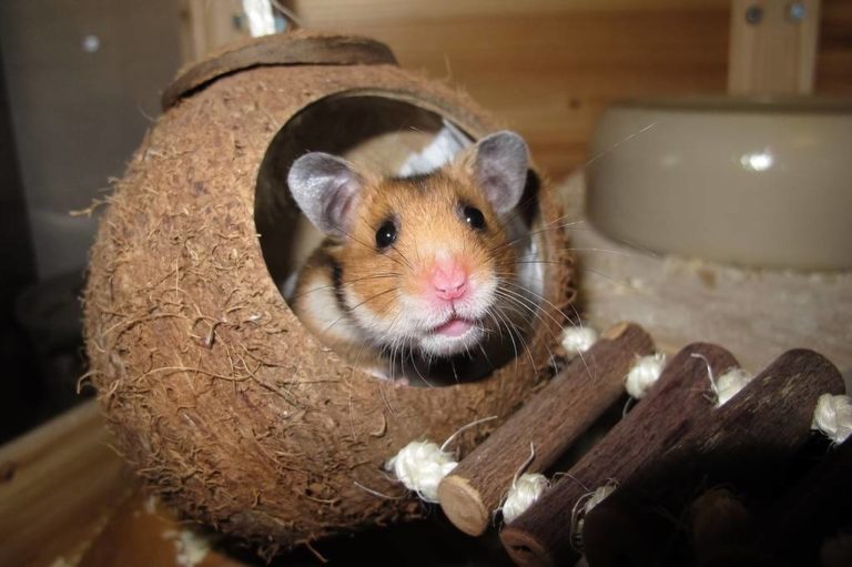 Pourquoi mon hamster couine quand il dort ? Prendre soins de son animal de compagnie