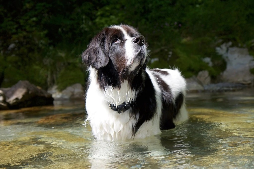 Comment prendre soin du pelage de son chien