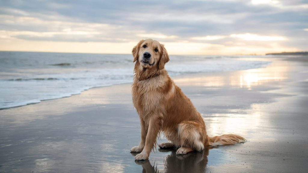 chien sur plage
