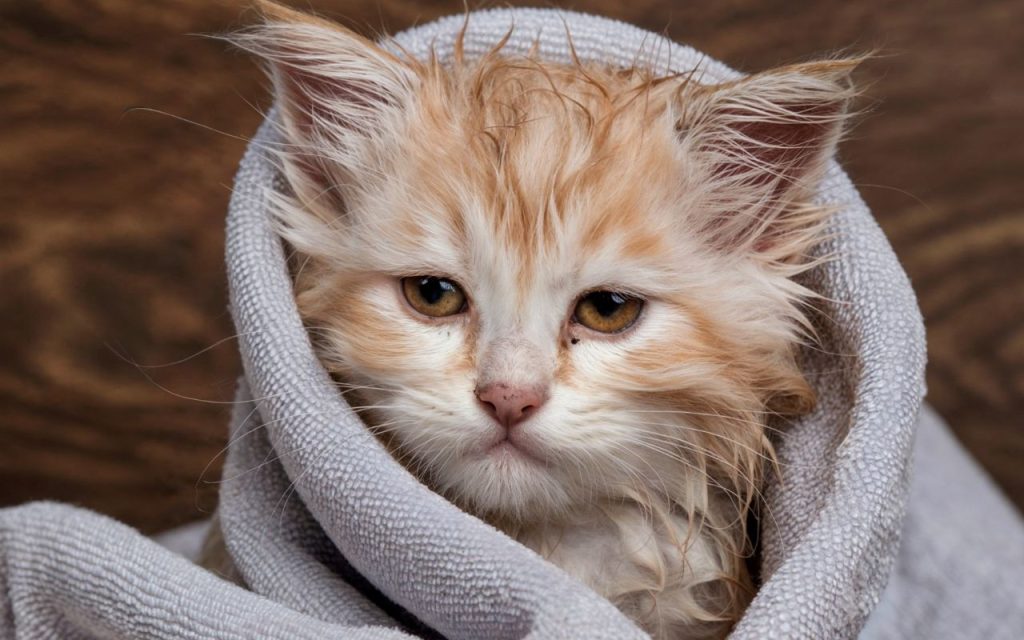 chaton mouillé